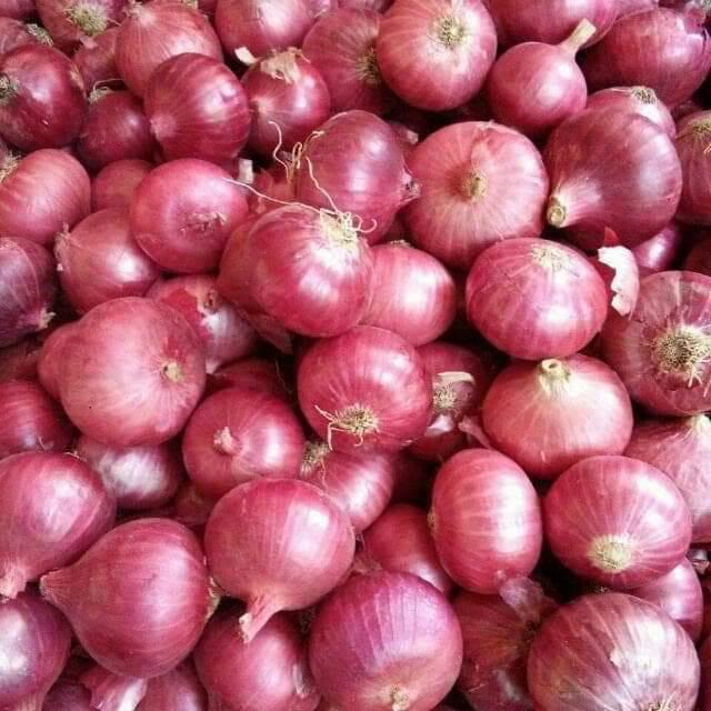 Red onions ready for export